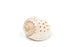 spotted tonna shell